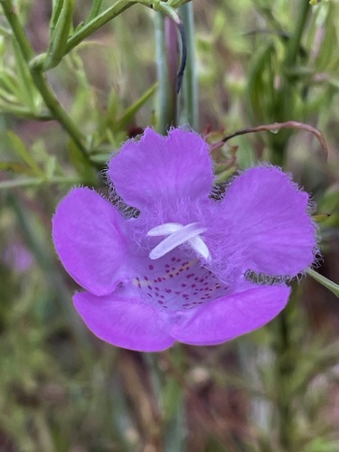 Beach false foxglove (Agalinis fasciculata)
