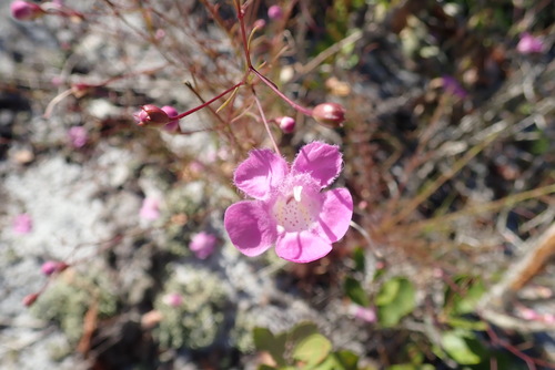 Seminole false foxglove (Agalinis filifolia)