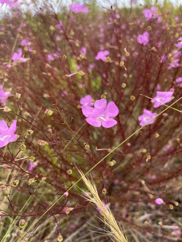 Seminole false foxglove (Agalinis filifolia)