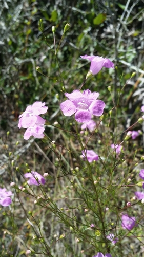 Seminole false foxglove (Agalinis filifolia)
