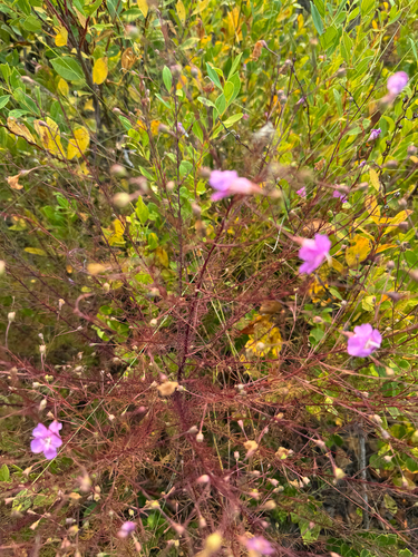 Seminole false foxglove (Agalinis filifolia)