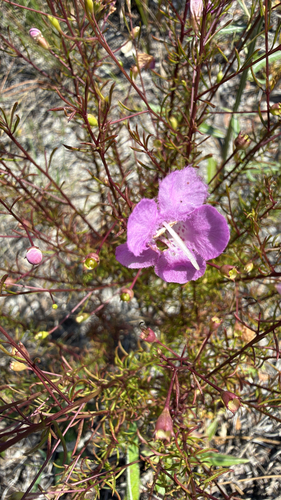 Seminole false foxglove (Agalinis filifolia)