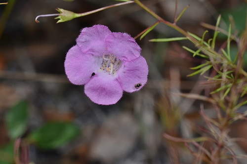 Seminole false foxglove (Agalinis filifolia)