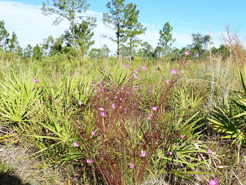 Seminole false foxglove (Agalinis filifolia)