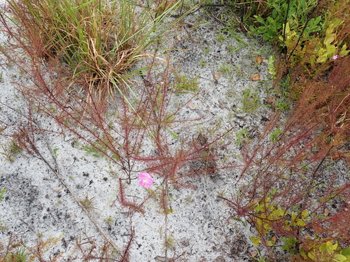 Seminole false foxglove (Agalinis filifolia)