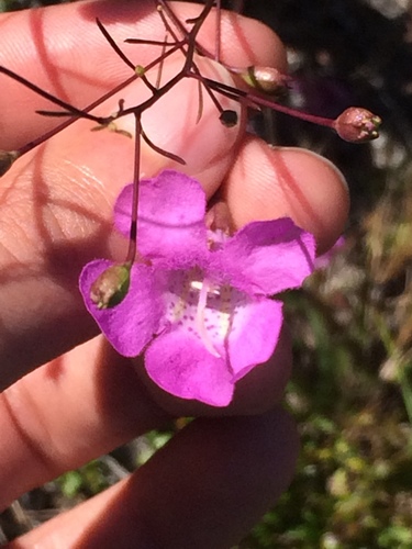 Seminole false foxglove (Agalinis filifolia)