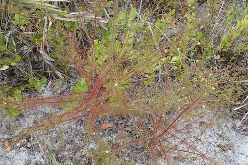 Seminole false foxglove (Agalinis filifolia)