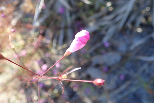 Seminole false foxglove (Agalinis filifolia)
