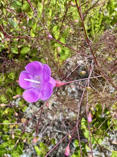 Seminole false foxglove (Agalinis filifolia)