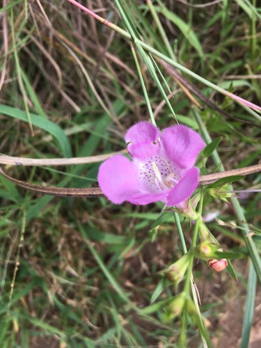 Prairie false foxglove (Agalinis heterophylla)