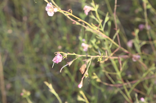 Prairie false foxglove (Agalinis heterophylla)
