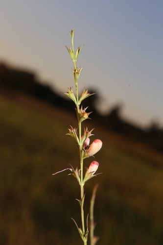 Prairie false foxglove (Agalinis heterophylla)