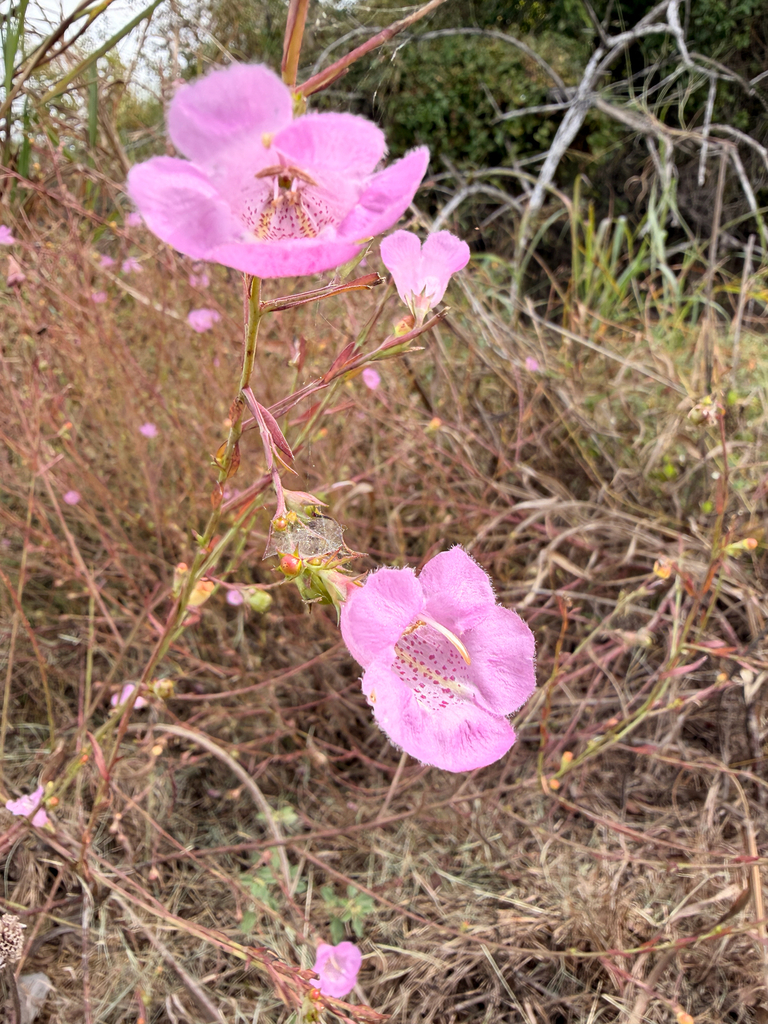 Prairie false foxglove (Agalinis heterophylla)
