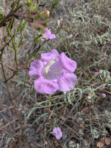 Prairie false foxglove (Agalinis heterophylla)