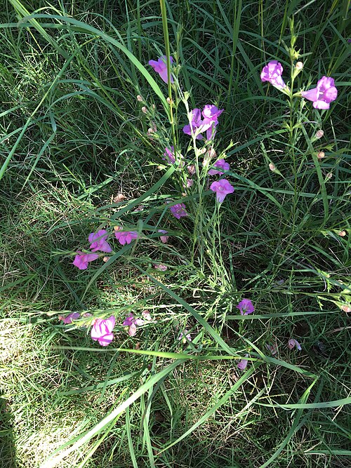 Prairie false foxglove: Prairie False Foxglove in bloom