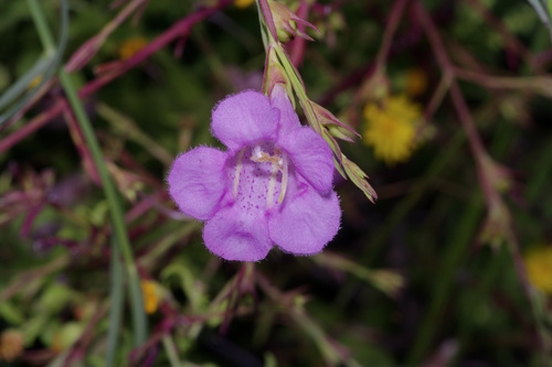 Prairie false foxglove (Agalinis heterophylla)