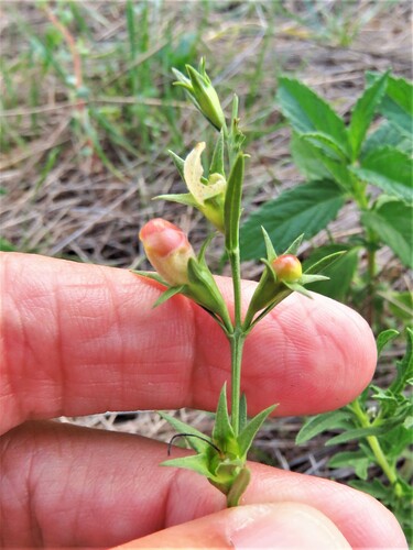 Prairie false foxglove (Agalinis heterophylla)