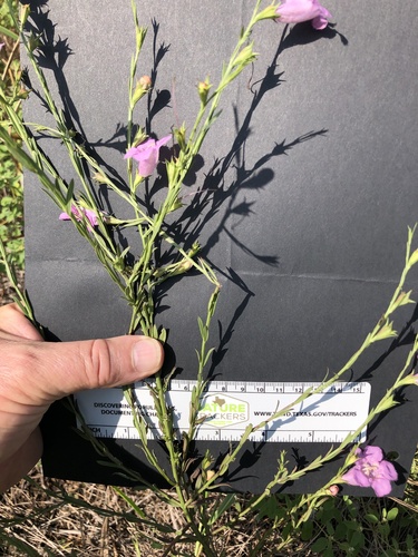 Prairie false foxglove (Agalinis heterophylla)