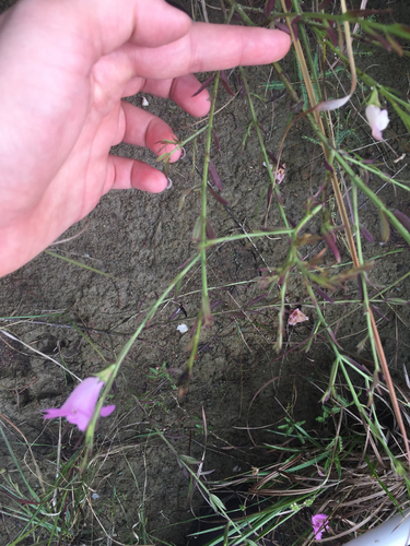 Prairie false foxglove (Agalinis heterophylla)