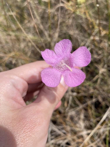 Flaxleaf false foxglove (Agalinis linifolia)