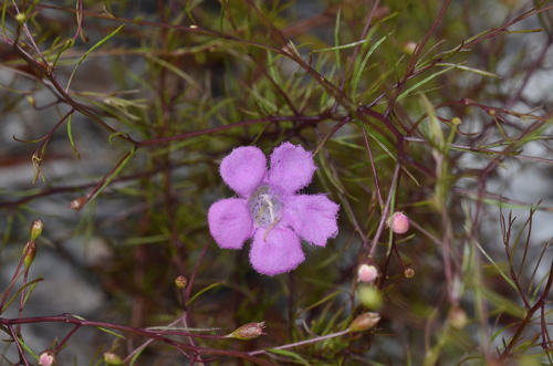 Flaxleaf false foxglove (Agalinis linifolia)