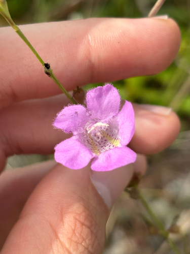 Flaxleaf false foxglove (Agalinis linifolia)