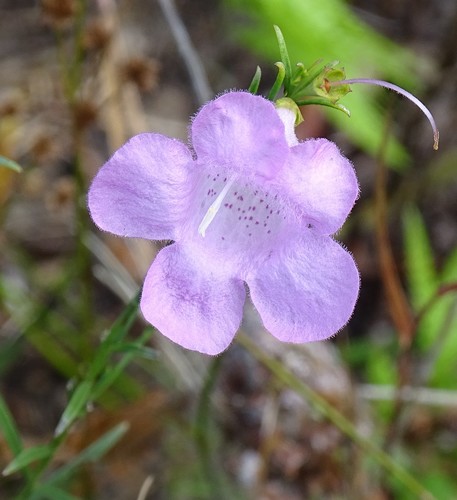 Flaxleaf false foxglove (Agalinis linifolia)