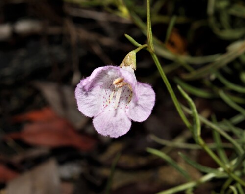 Flaxleaf false foxglove (Agalinis linifolia)