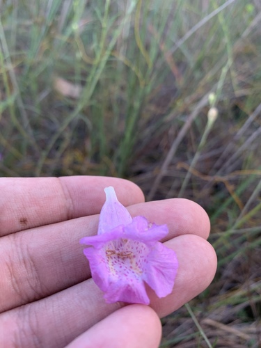 Flaxleaf false foxglove (Agalinis linifolia)