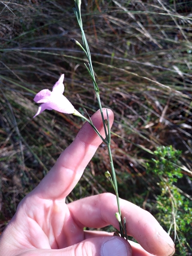 Flaxleaf false foxglove (Agalinis linifolia)