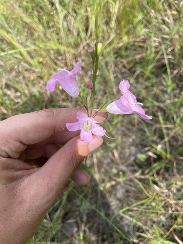 Flaxleaf false foxglove (Agalinis linifolia)