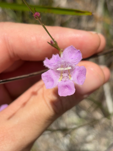 Flaxleaf false foxglove (Agalinis linifolia)