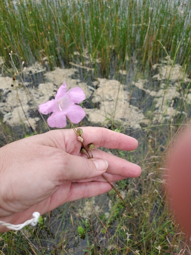 Flaxleaf false foxglove (Agalinis linifolia)