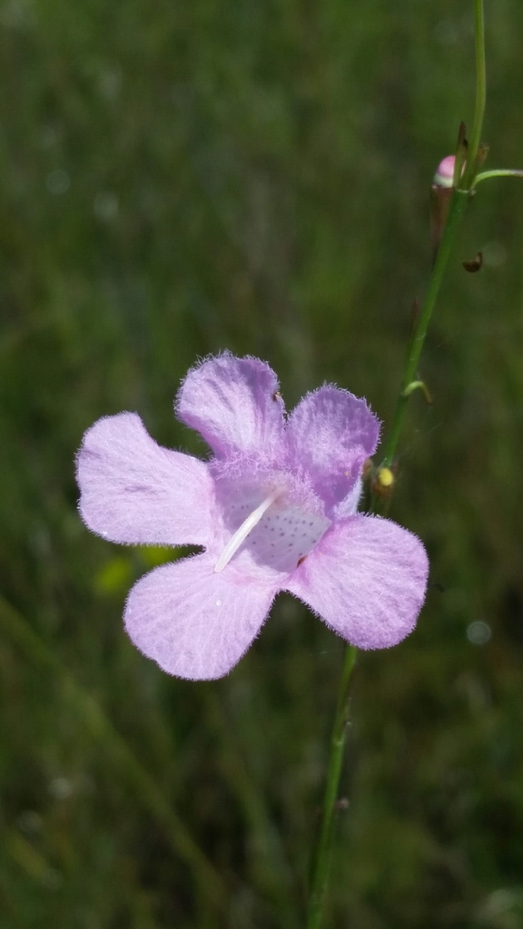 Flaxleaf false foxglove (Agalinis linifolia)