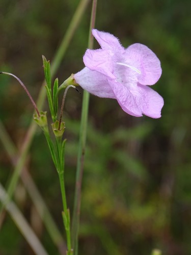 Flaxleaf false foxglove (Agalinis linifolia)