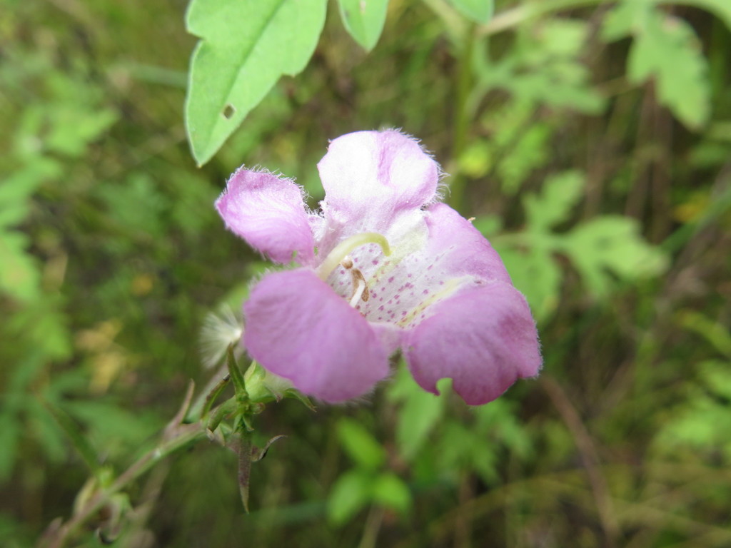 Agalinis manglaris (Agalinis manglaris)