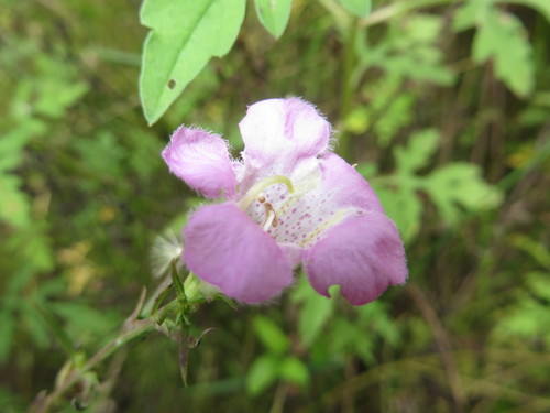 Agalinis manglaris (Agalinis manglaris)