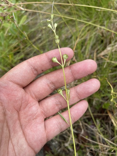 Saltmarsh false foxglove (Agalinis maritima)