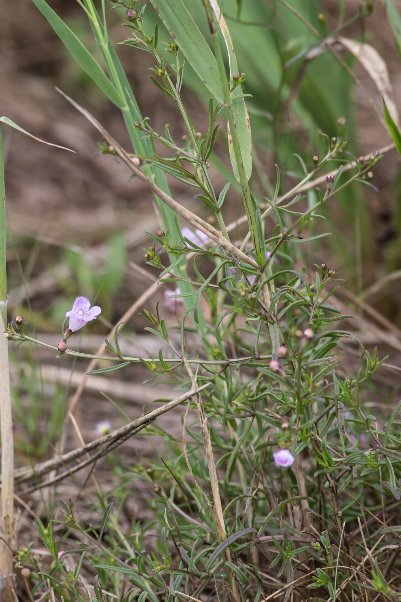 Saltmarsh false foxglove: Agalinis maritima (salt-marsh false-foxglove) - Westport, Connecticut, United States