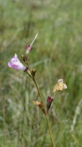 Saltmarsh false foxglove (Agalinis maritima)