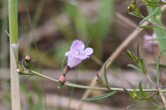 Saltmarsh false foxglove (Agalinis maritima)