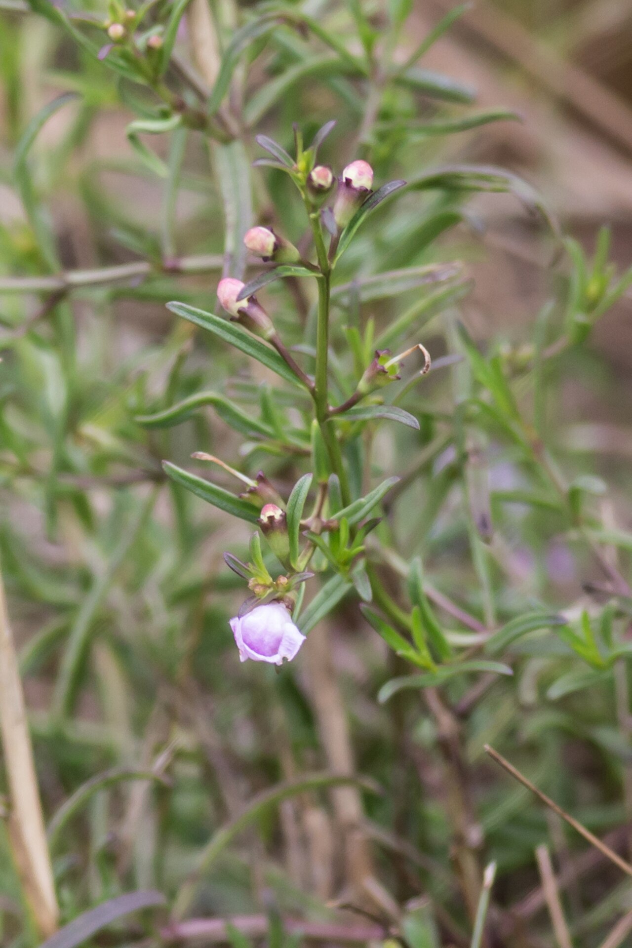 Saltmarsh false foxglove: Agalinis maritima (salt-marsh false-foxglove) - Westport, Connecticut, United States