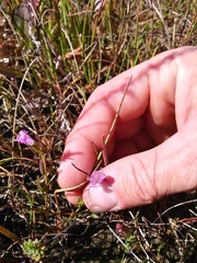 Saltmarsh false foxglove (Agalinis maritima)