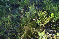 Saltmarsh false foxglove (Agalinis maritima)