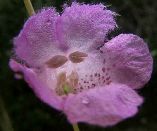 Saltmarsh false foxglove (Agalinis maritima)