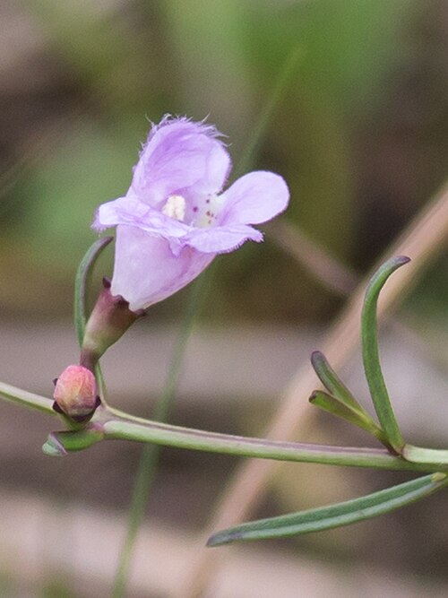 Saltmarsh false foxglove: Agalinis maritima (salt-marsh false-foxglove) - Westport, Connecticut, United States