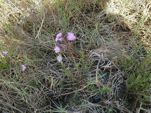 Saltmarsh false foxglove (Agalinis maritima)