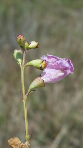 Saltmarsh false foxglove (Agalinis maritima)