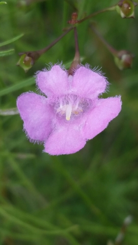 Tenlobe false foxglove (Agalinis obtusifolia)