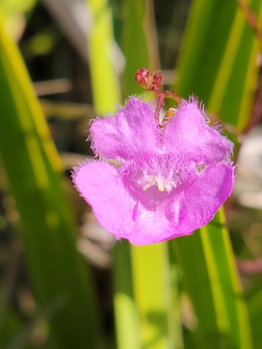 Tenlobe false foxglove (Agalinis obtusifolia)